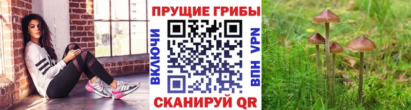 купить наркотик Аркадак площадка телеграм Галлюциногенные грибы Psilocybine cubensis